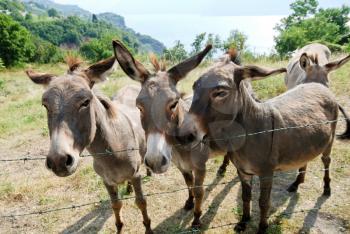 several donkey on italian farm in summer day