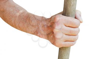 male hand holds old wooden stalk isolated on white background