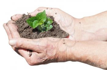 male hands with soil and green sprout isolated on white background