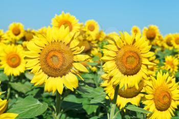 sunflower blooms on field in Caucasus region