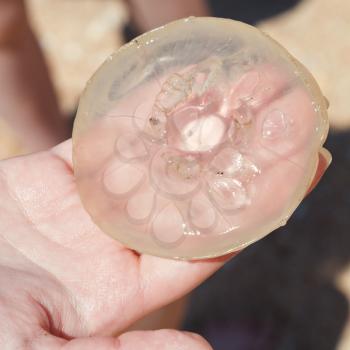 Aurelia aurita jellyfish on palm close up outdoors