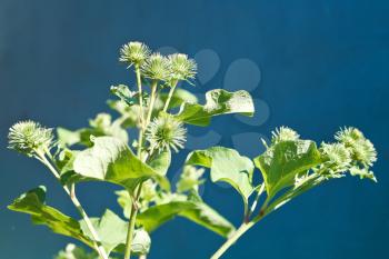 prickly heads of Arctium lappa (greater burdock) in summer day