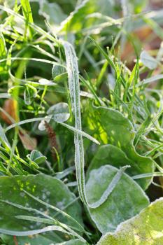 first frost on green grass blade in autumn forest