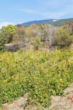 vineyard in Massandra region of Crimea in autumn