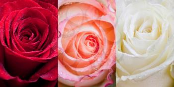 three sorts of roses with raindrops close up