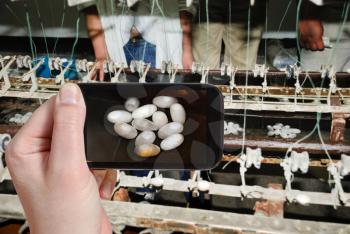 travel concept - tourist taking photo of extracting raw silk fibre from cocoons on mobile gadget, China