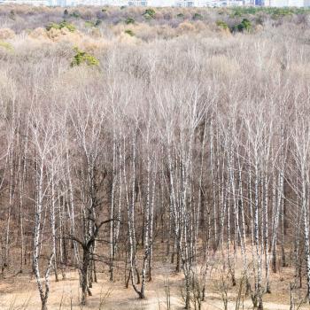 above view of leafless trees in spring forest in cold day