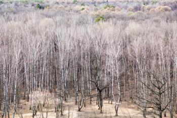 above view of oak and birch forest in cold spring day