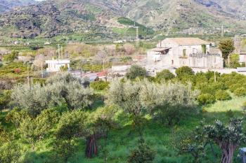 citrus orcahard in backyard of urban house on outskirts of town Gaggi in green hills in spring day, Sicily, Italy