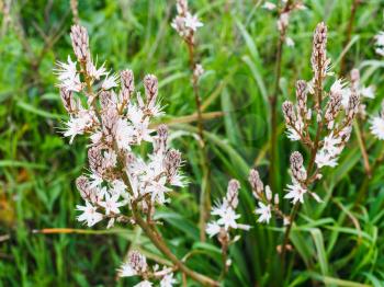 white asphodel flowers close up in spring, Sicily, Italy