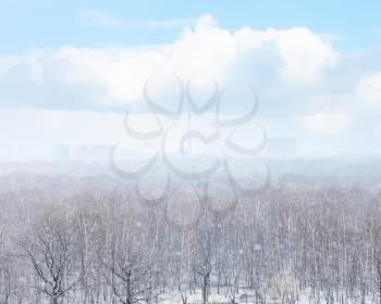 snow blizzard over city and woods in spring day
