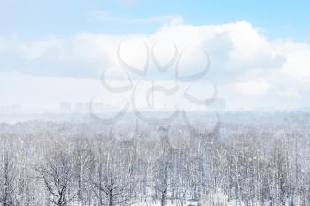 snow storm over city and forest in spring day