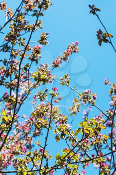 twigs of pink blossoming apple tree with blue spring sky background