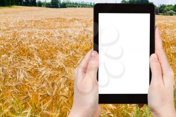 travel concept - tourist photograph yellow wheat field in Poland on tablet pc with cut out screen with blank place for advertising logo