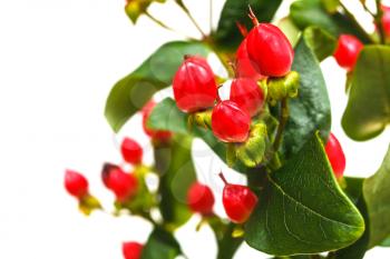 red fruits of hypericum plant close up with white copyspace