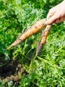 harvesting - Two freshly picked carrots in hand with green garden bed on background
