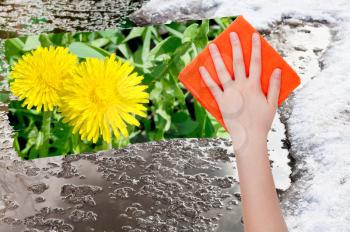 season concept - hand deletes melting snow by orange cloth from image and yellow dandelion flowers are appearing