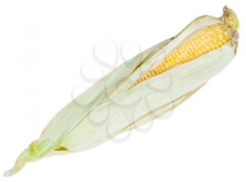natural ear of ripe corn isolated on white background