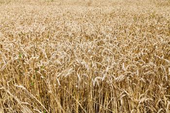 field of ripe wheat in Kuban region, Russia in summer day