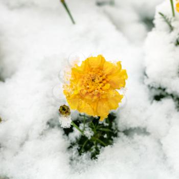 yellow flower under first snow on snow-covered flowerbed in autumn
