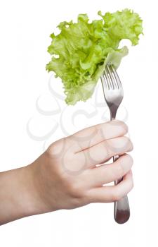 female hand holds fork with impaled fresh leaf lettuce isolated on white background