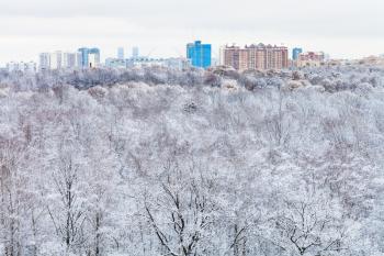 snow forest and city buildings in winter season