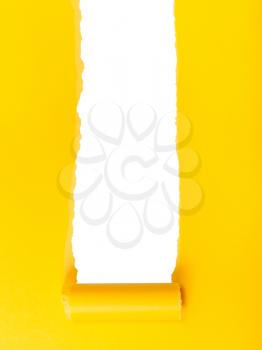 yellow rolled-up torn paper on white isolated vertical background