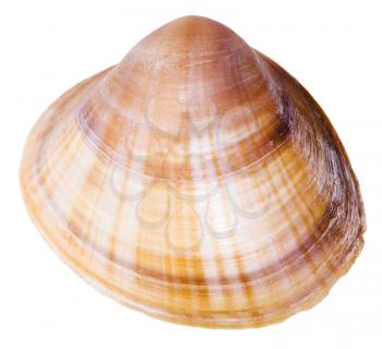 shell of clam mollusk close up isolated on white background