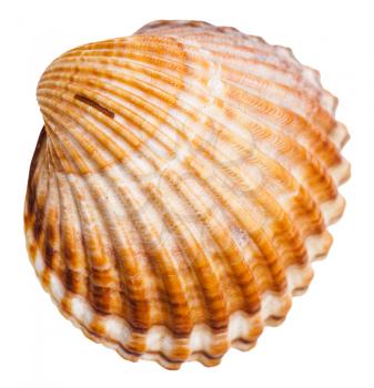 bivalvia mollusk shell isolated on white background