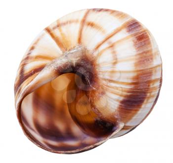 empty mollusk shell of land snail isolated on white background