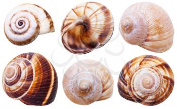 set of spiral mollusc shells of land snails isolated on white background