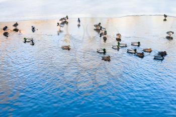 ducks float in clearing of frozen river in sunny winter day
