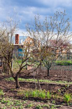 vegetable garden and blossoming cherry tree in country backyard in spring