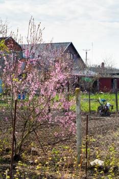 pink blossoming peach tree and backyard of country house in spring