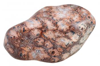 macro shooting of natural mineral stone - tumbled Leopard skin Jasper (Jaguar Stone, Orbicular Jasper) gemstone from Madagascar isolated on white background