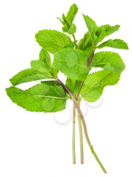 twigs of fresh green mint (Peppermint) isolated on white background