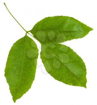 twig with green leaves of Fraxinus ornus tree (manna ash, South European flowering ash) isolated on white background