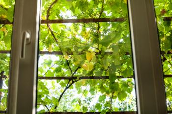 view of green vineyard through home window in rural house