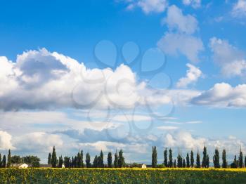 blue sky with white clouds over sunflower field, farmstead, poplar trees in sunny summer day, Kuban, Russia