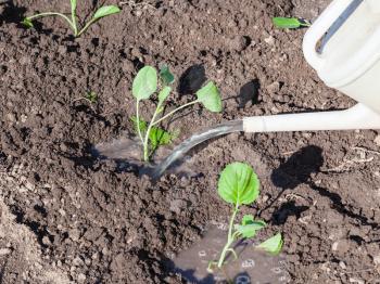 planting vegetables in garden - cabbage sprouts watered with water from watering can
