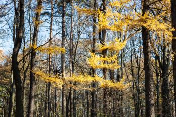 yellow branch of larch tree in forest in sunny autumn day