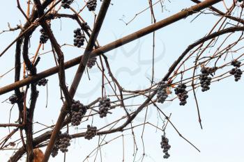 red grapes dry in the vineyard in autumn day