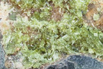 macro shooting of geological collection mineral - crystals of Vesuvianite (Idocrase, Vesuvian) on rock surface