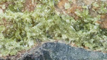 macro shooting of geological collection mineral - druse of crystals of Vesuvianite (Idocrase, Vesuvian) on rock surface