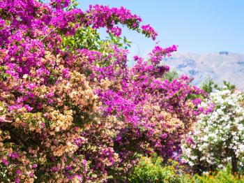 travel to Italy - pink flowers of oleander in Sicily in summer day