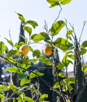 travel to Italy - fresh lemons on tree in Verona city in spring
