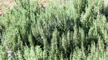 travel to Italy - Bush of blossoming rosemary in Verona city in spring
