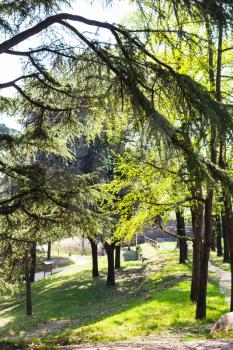 travel to Italy - green trees in urban garden in Verona city in spring