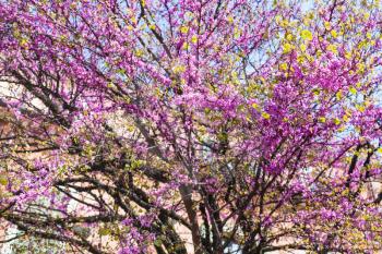 travel to Italy - pink blossoming of cercis siliquastrum (judas tree) in Verona city in spring