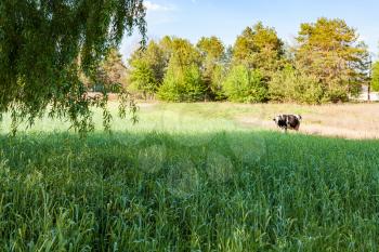 cow is grazing in meadow in sunny spring day